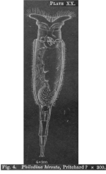 Philodina hirsuta