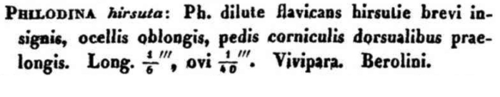 Philodina hirsuta - Original description image