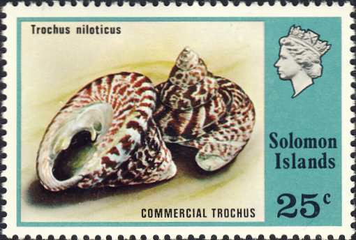 Trochus niloticus