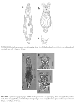 Philodina hongcheonensis