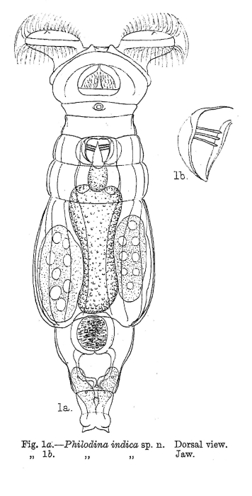 Philodina indica - Original description image