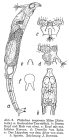 Philodina inopinata