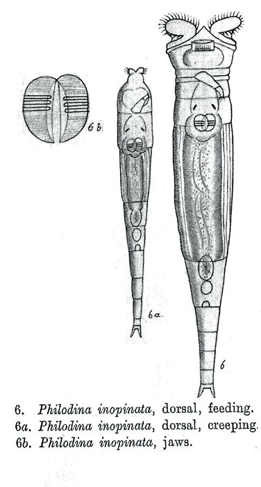 Philodina inopinata - Original description image
