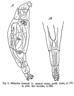 Philodina jeanneli - Original description image