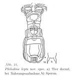 Philodina lepta - Original description image
