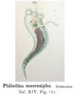 Philodina macrosipho - Original description image