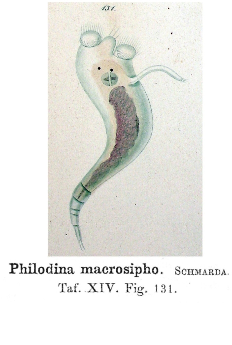 Philodina macrosipho Philodina macrosipho