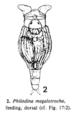 Philodina megalotrocha