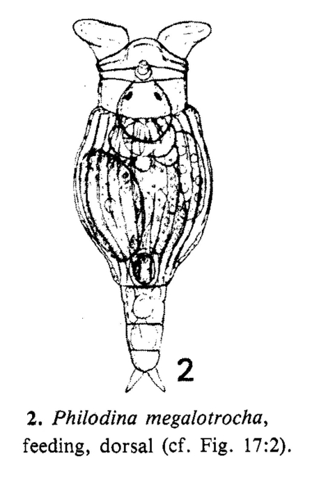 Philodina megalotrocha Philodina megalotrocha
