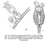 Philodina megalotrocha