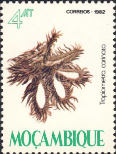 Tropiometra carinata Tropiometra carinata