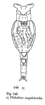 Philodina megalotrocha