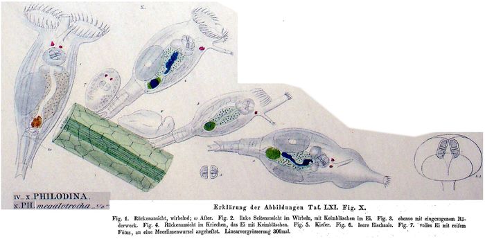 Philodina megalotrocha Philodina megalotrocha