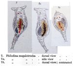 Philodina megalotrocha