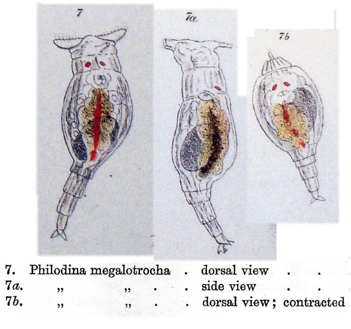 Philodina megalotrocha Philodina megalotrocha