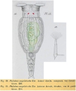 Philodina megalotrocha