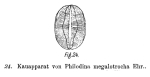 Philodina megalotrocha