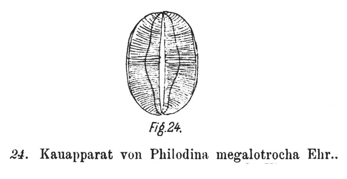 Philodina megalotrocha Philodina megalotrocha