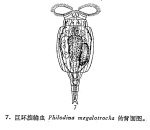 Philodina megalotrocha