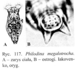 Philodina megalotrocha