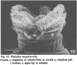 Philodina megalotrocha