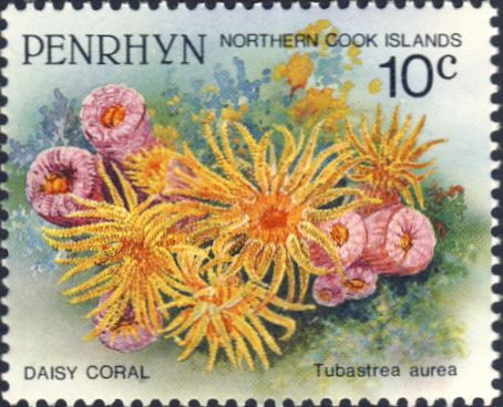 Tubastrea aurea Tubastrea aurea