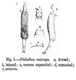 Philodina microps - Original description image