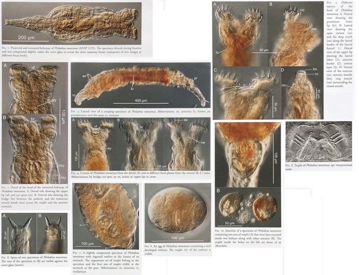 Philodina monstrosa - Original description image