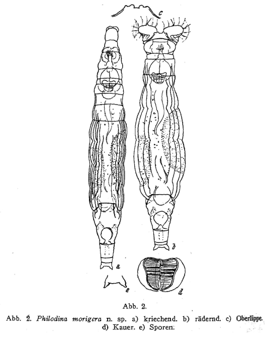Philodina morigera - Original description image