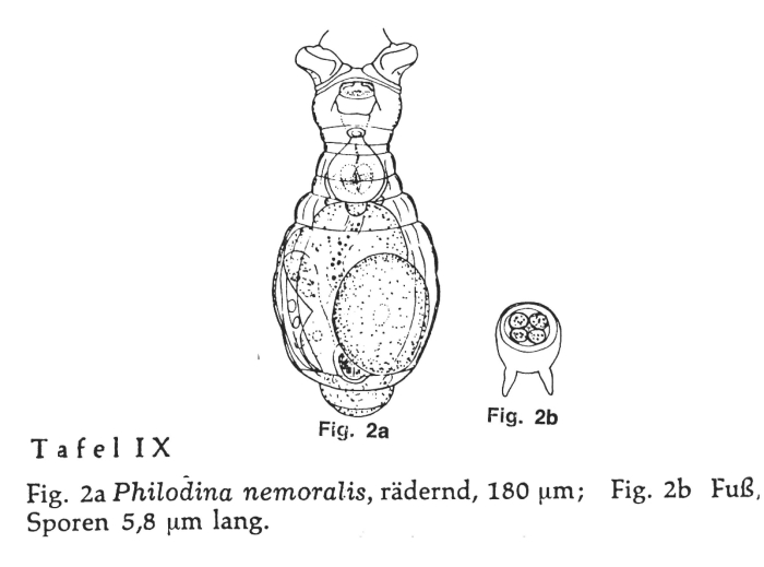 Philodina nemoralis Philodina nemoralis