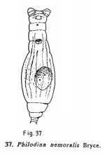 Philodina nemoralis