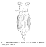 Philodina nemoralis