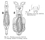 Philodina nemoralis