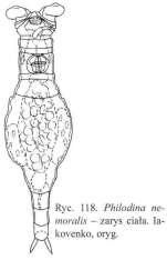 Philodina nemoralis