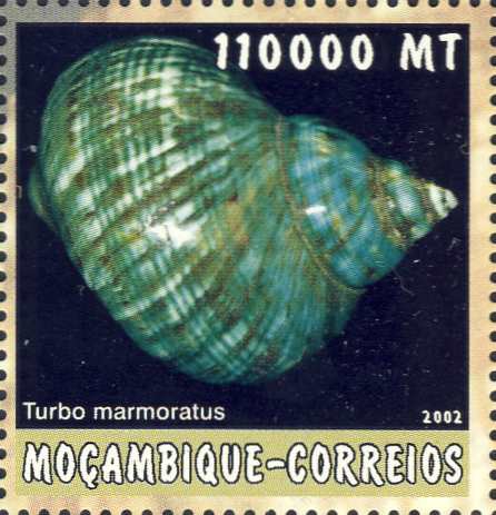 Turbo marmoratus Turbo marmoratus