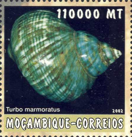 Turbo marmoratus