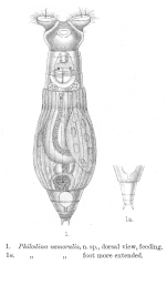 Philodina nemoralis - Original description image
