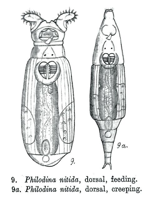 Philodina nitida - Original description image