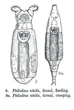 Philodina nitida