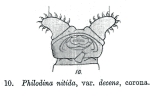 Philodina nitida decens - Original description image