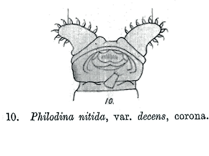 Philodina nitida decens - Original description image