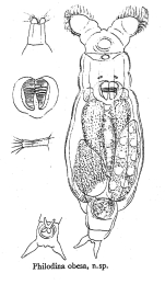Philodina obesa - Original description image