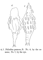 Philodina pannosa - Original description image