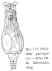 Philodina parvicalcar