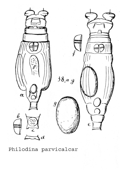 Philodina parvicalcar - Original description image