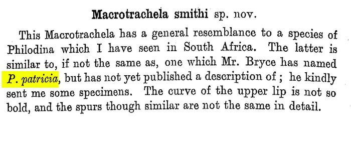 Philodina patricia - Original description image