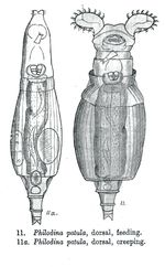 Philodina patula - Original description image