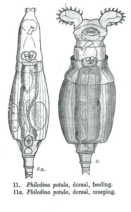 Philodina patula - Original description image