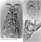 Philodina plena