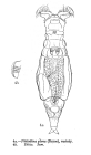 Philodina plena